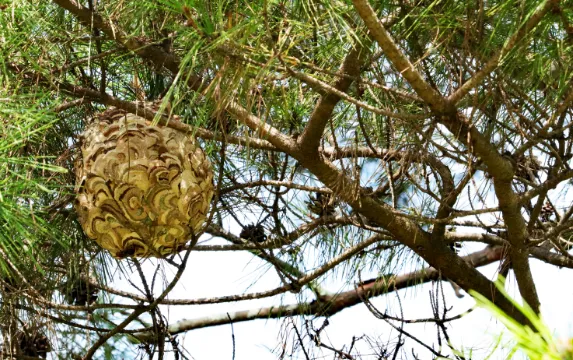 蜂退治・蜂の巣駆除の一例１