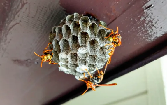 蜂の巣駆除の一例２