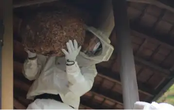 蜂の巣駆除サービスの流れ ステップ4