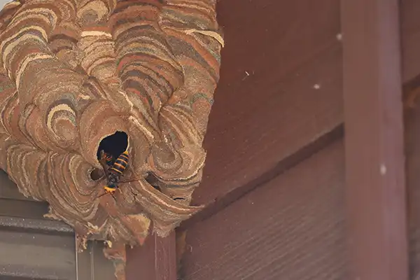 車庫にできた蜂の巣