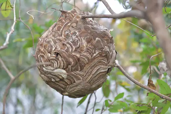 木にできた蜂の巣