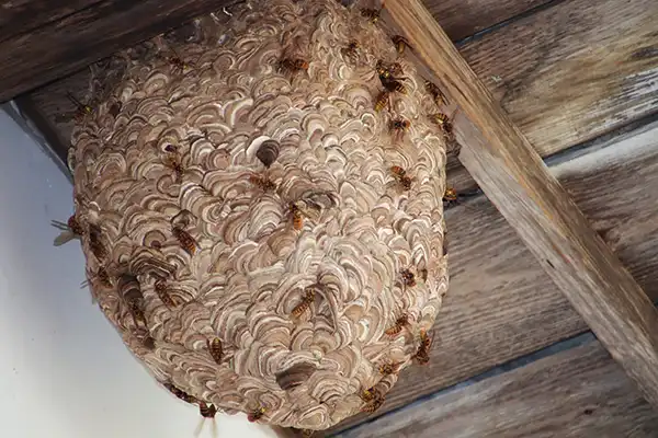 天井裏の蜂の巣