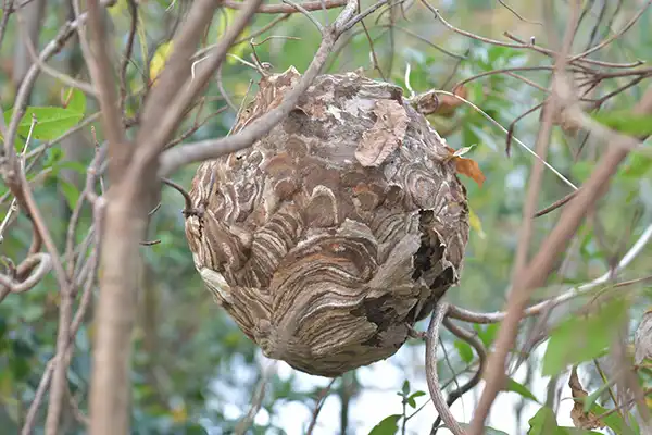 スズメバチの巣