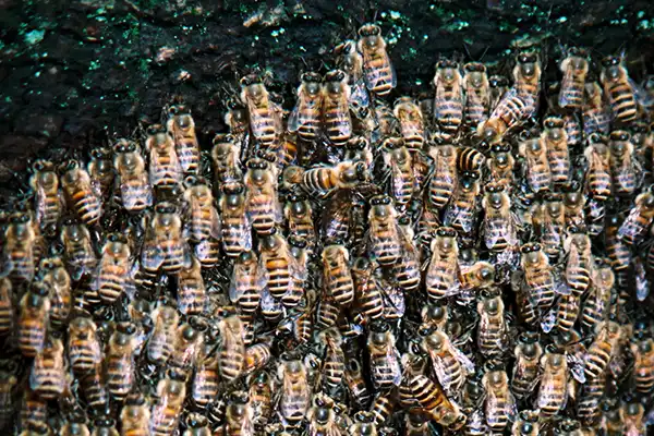 ミツバチの大群