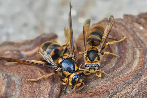 キイロスズメバチの女王蜂と働き蜂の比較