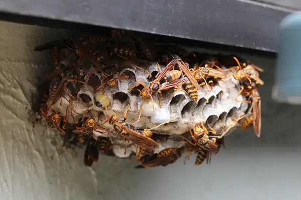 庇下の蜂の巣