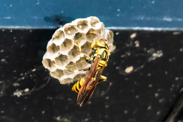 小さい蜂の巣