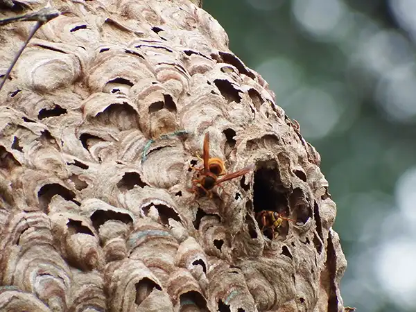 巣から出入りするスズメバチ