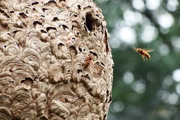 大きなスズメバチの巣