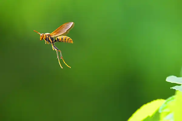 アシナガバチの飛翔