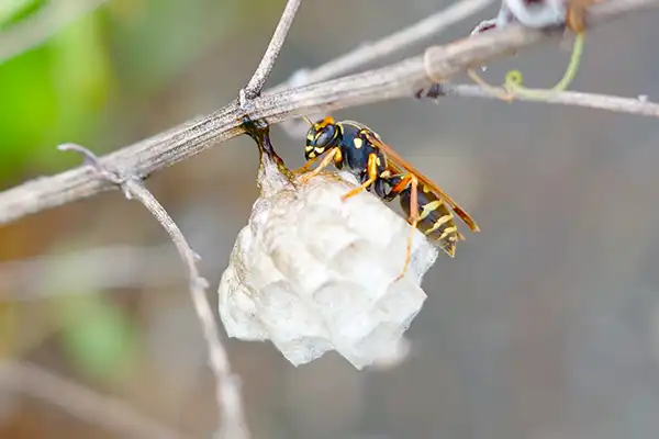 巣作りするセグロアシナガバチの女王蜂
