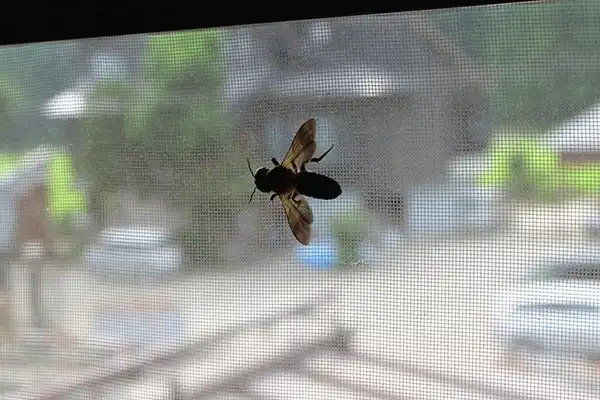 家の中に入ってきたハチ