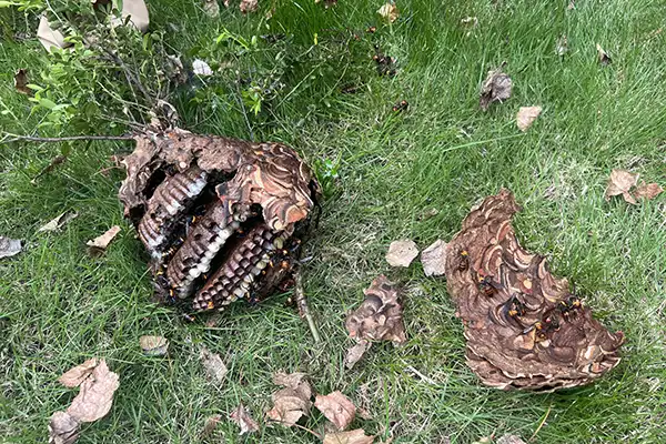 落ちた蜂の巣