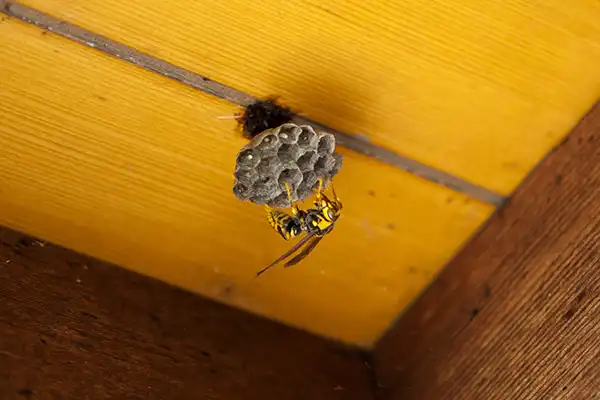 天井裏の蜂の巣