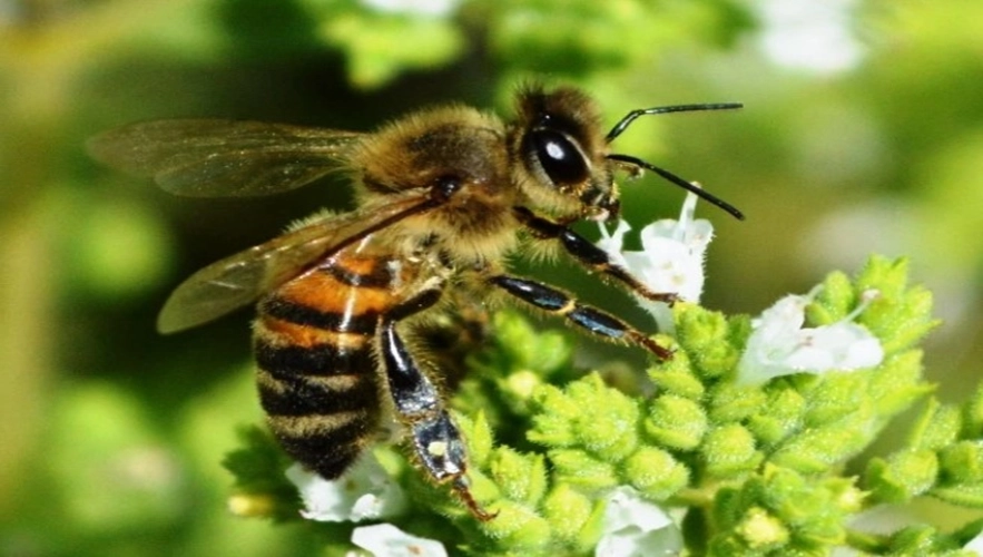 ミツバチの駆除費用