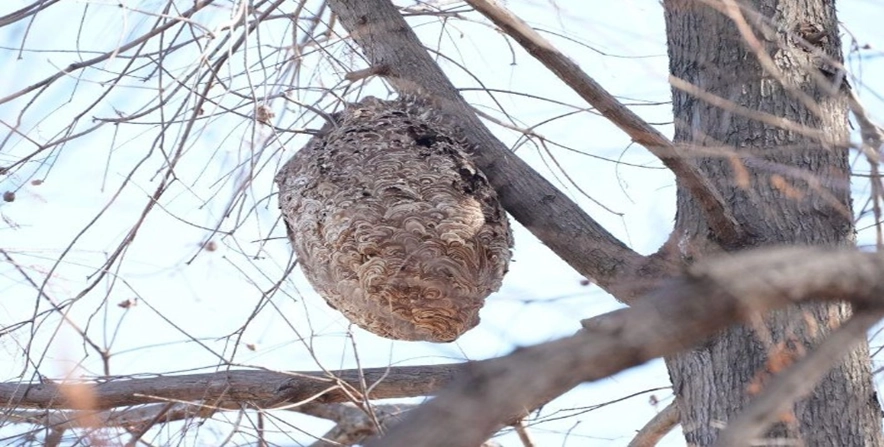蜂の巣駆除の費用を抑える方法は？
