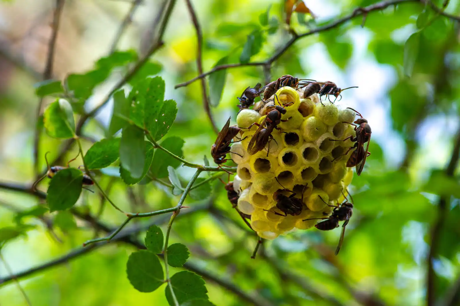 蜂駆除の基本：アパートで蜂の巣を見つけたらどうする？