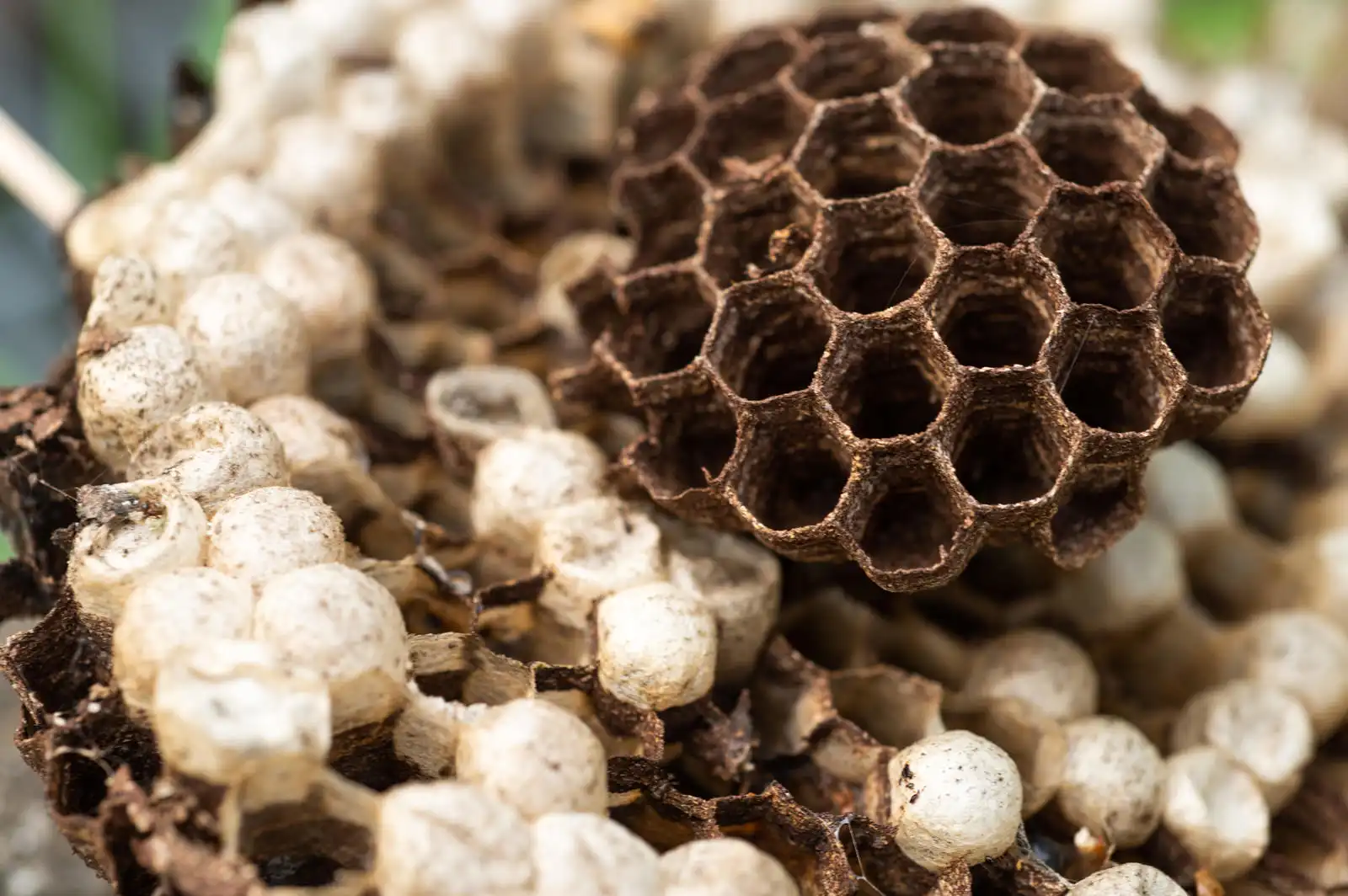 緊急時の対応：蜂の巣が大きくなる前に何をすべきか