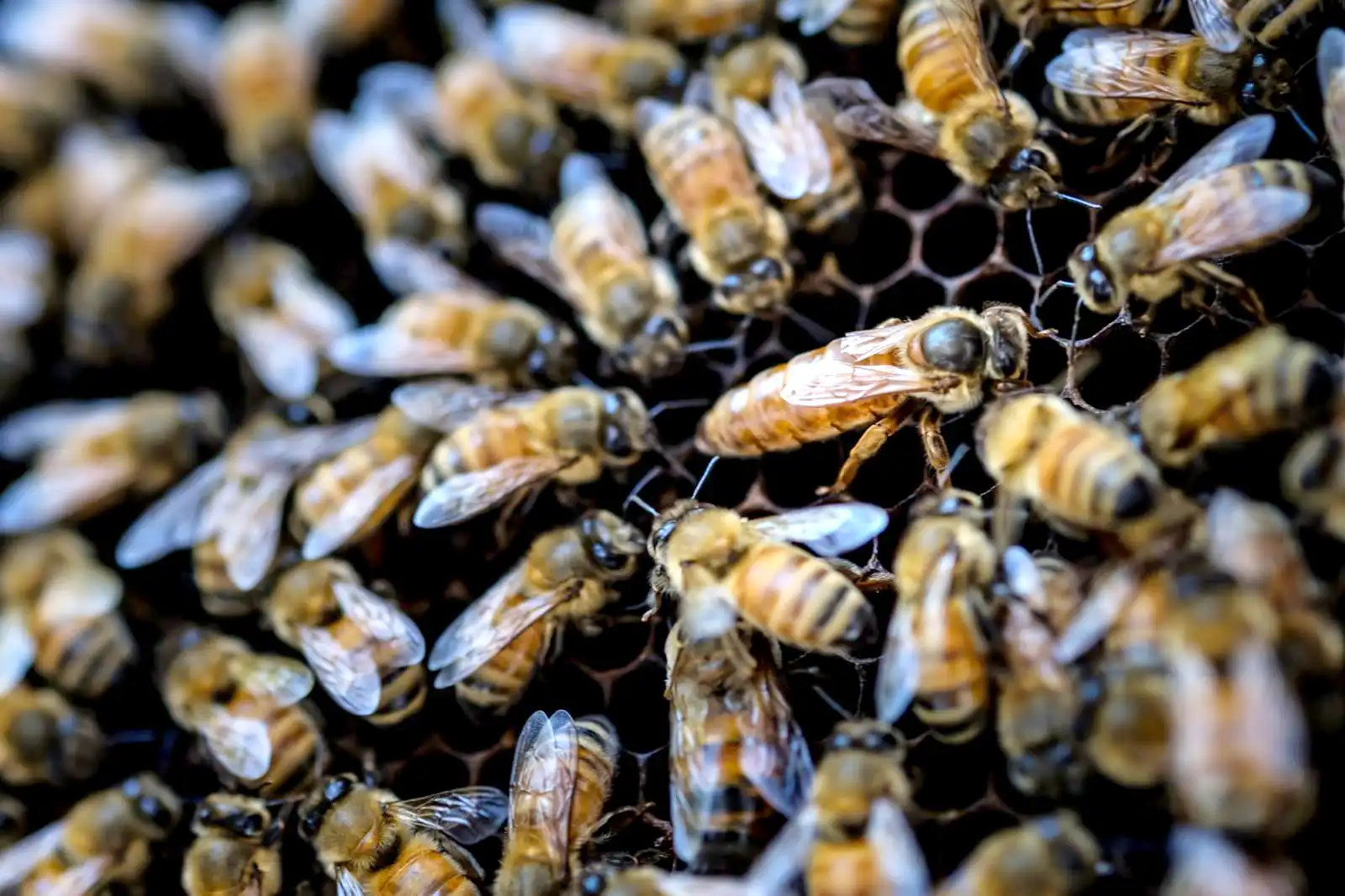 蜂が寄ってくるときの行動パターンは？
