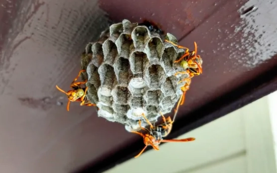 これ、アシナガバチの巣では？危険かも知れないとき安全に対処する方法
