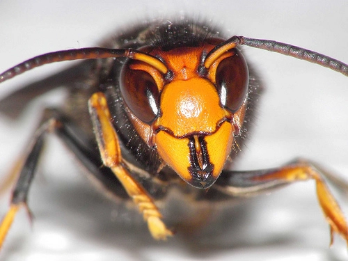 スズメバチの巣が人やペットに及ぼすリスク
