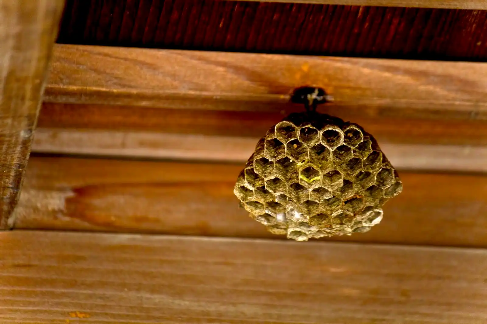 家庭でできる蜂の巣駆除方法