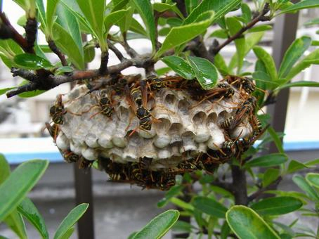 アシナガバチの巣の初期段階の特徴