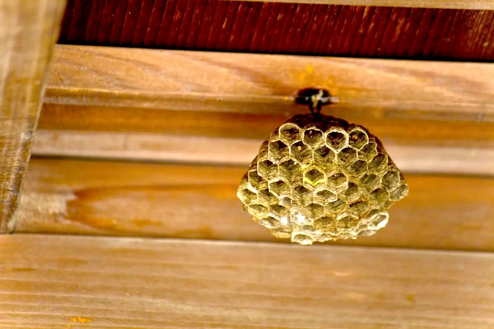 ハチの巣の場所がわからない時、見つけるための基本的な手順
