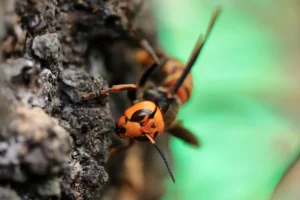 オオスズメバチの巣に近づく前に！知っておくべき基本情報と対策