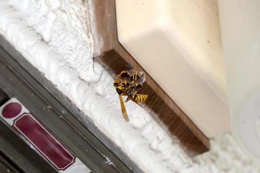 屋根裏にアシナガバチが巣を作る理由とは