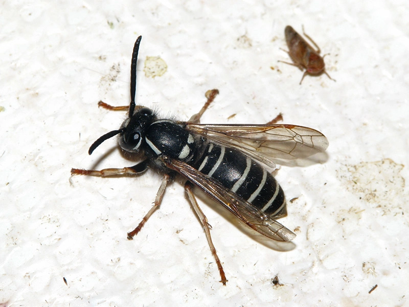 地蜂（クロスズメバチ）は地味に怖い【益虫だけど刺される】庭や畑を守る地蜂の駆除方法