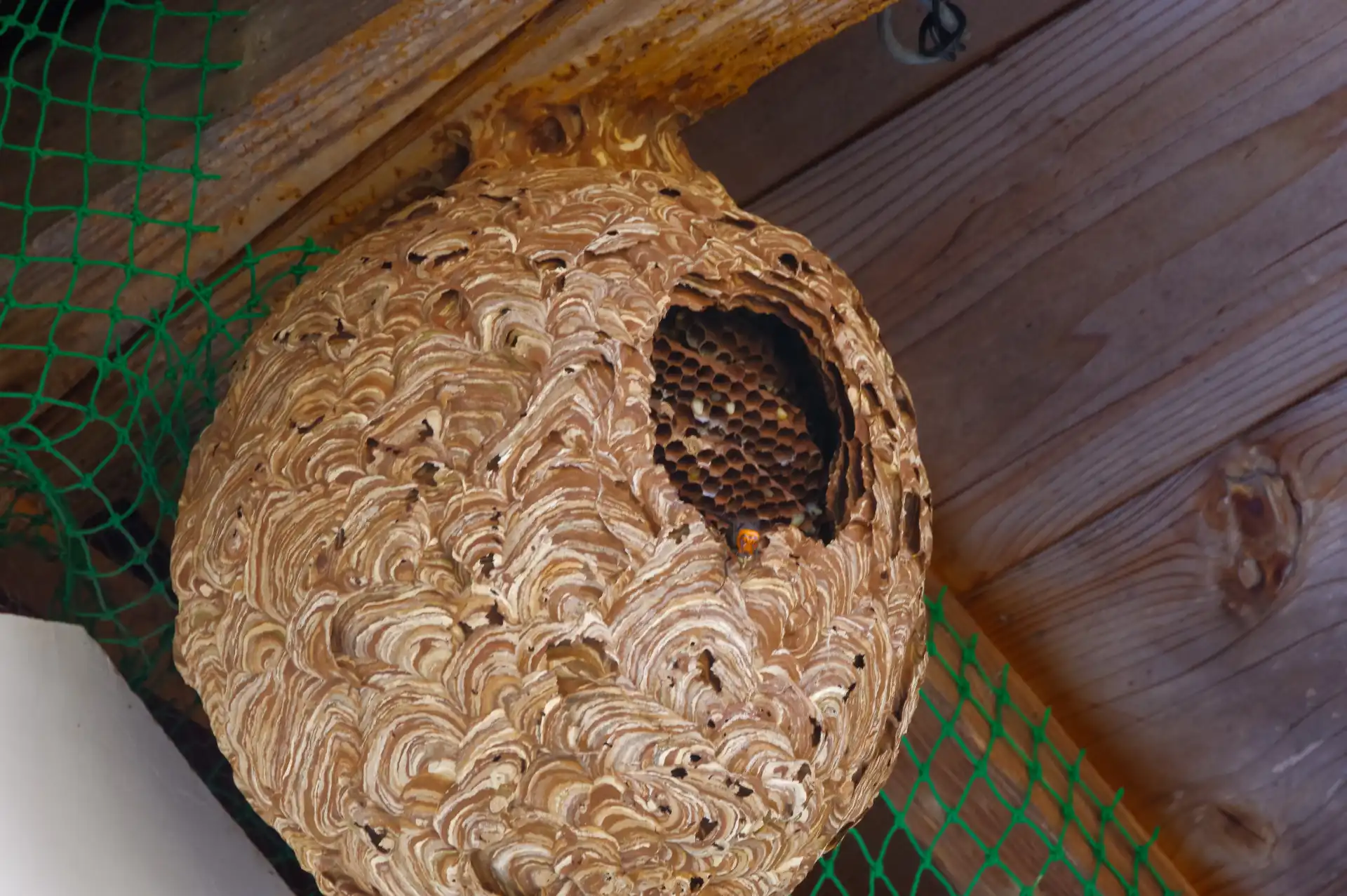 キイロスズメバチの巣の特定と初期対応