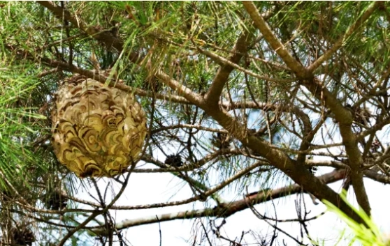 オオスズメバチの巣の特定と基本的な対応