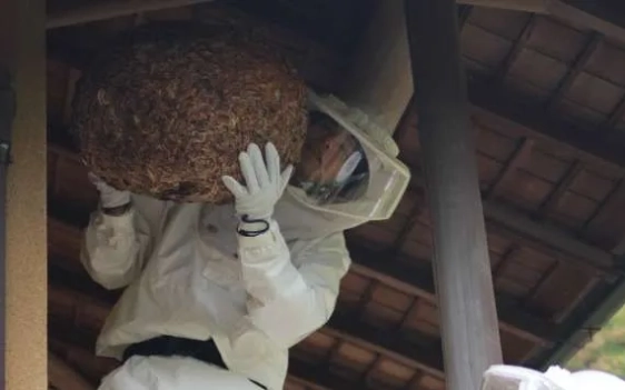 蜂の巣を夜に駆除する実際のプロセス