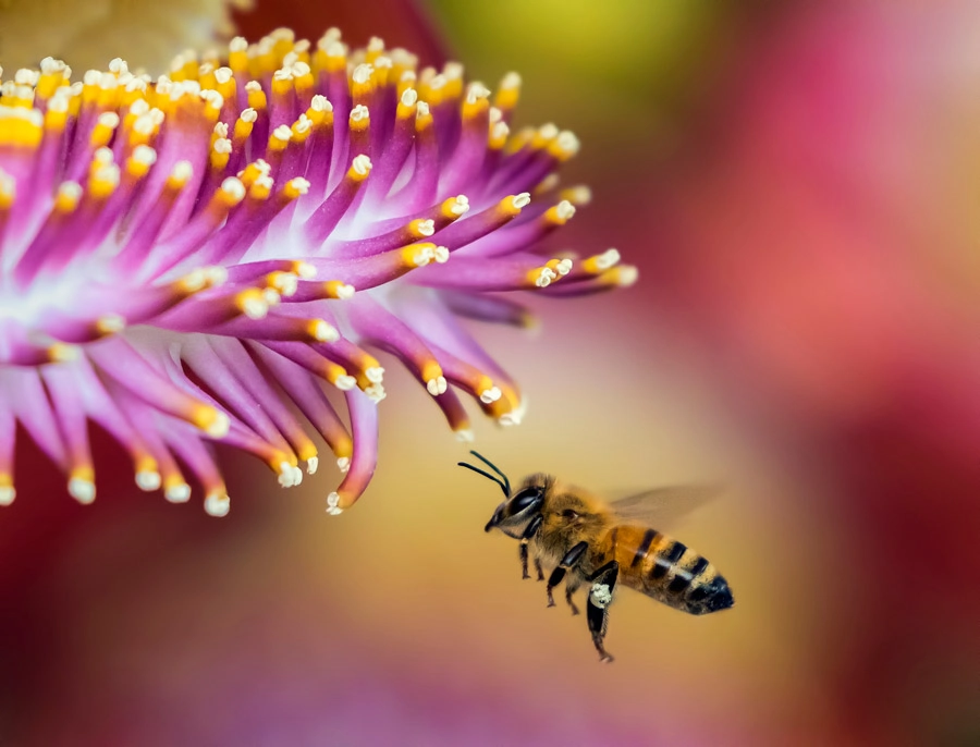 蜂の種類の特定: スズメバチ、アシナガバチ、ミツバチの識別方法