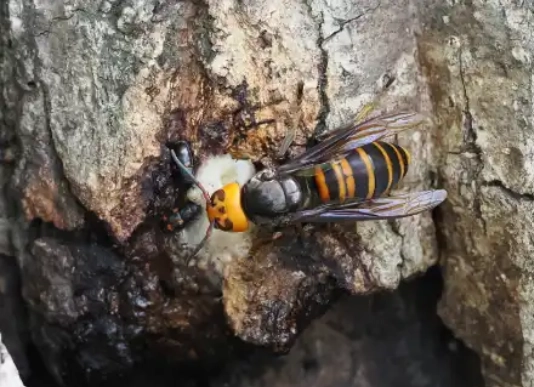 小さいハチの巣でも油断禁物！どんな蜂の巣が特に危険ですか？