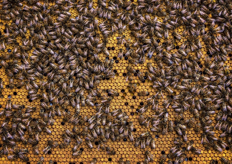 蜂の巣が戻る原因と戻りバチ対策