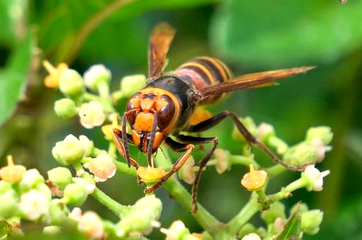 コガタスズメバチの巣【小さくても危険！】見つけたらどうする？安全対策ガイド