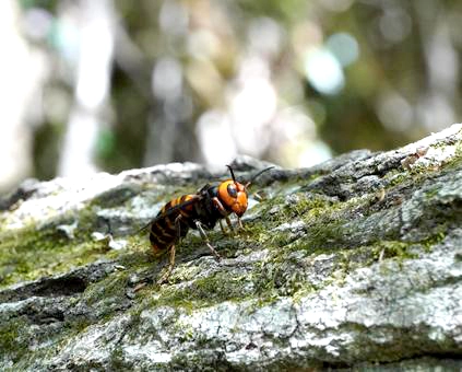 コガタスズメバチの巣の特定と予防方法