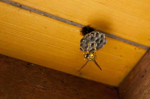 【困った時の対処法】ベランダにできた蜂の巣、どうすればいい？