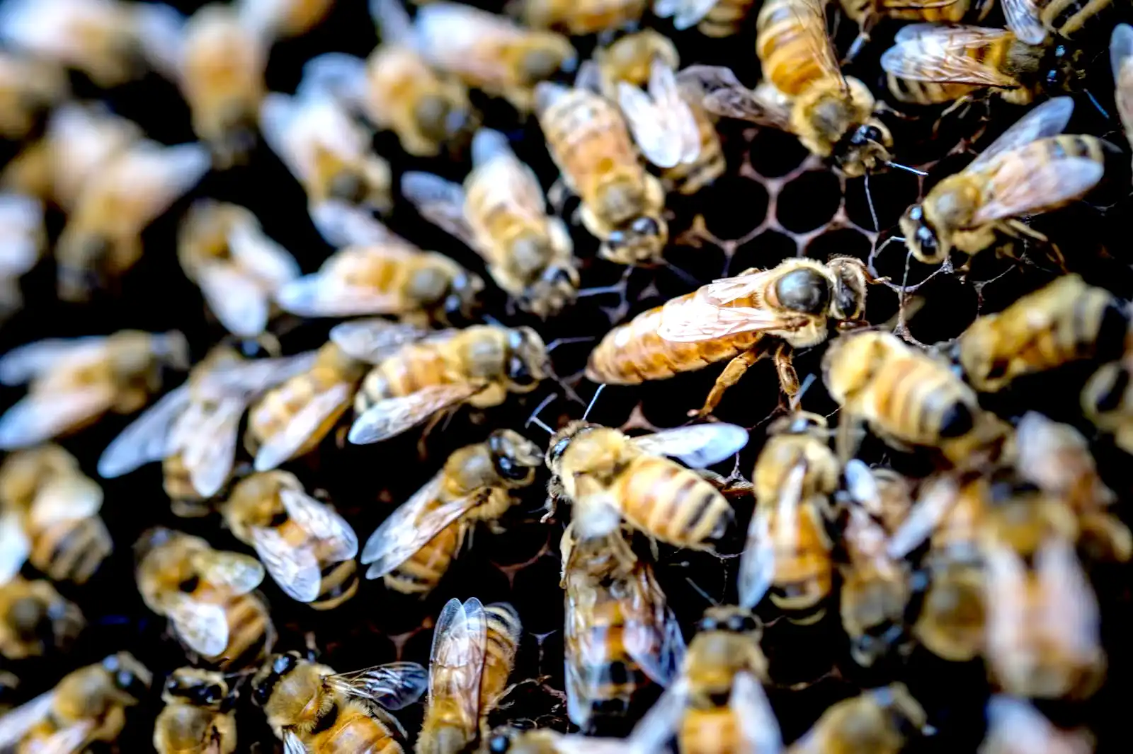 1日でどれだけ蜂の巣は大きくなるのか？