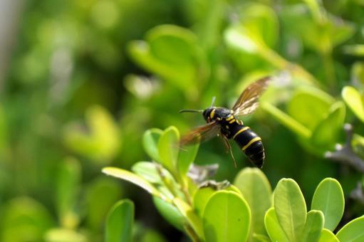 土蜂（ツチバチ・ドロバチ）毒針を持つ雌：刺されリスクにどう備えるべきか