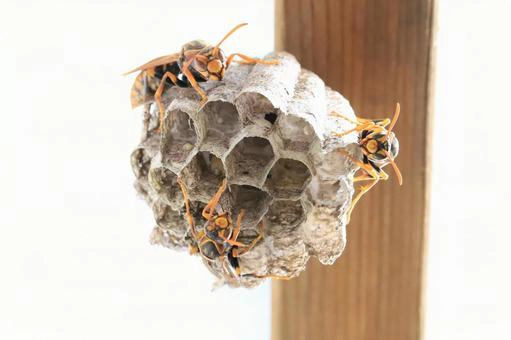 蜂が通気口を選ぶ生態的背景