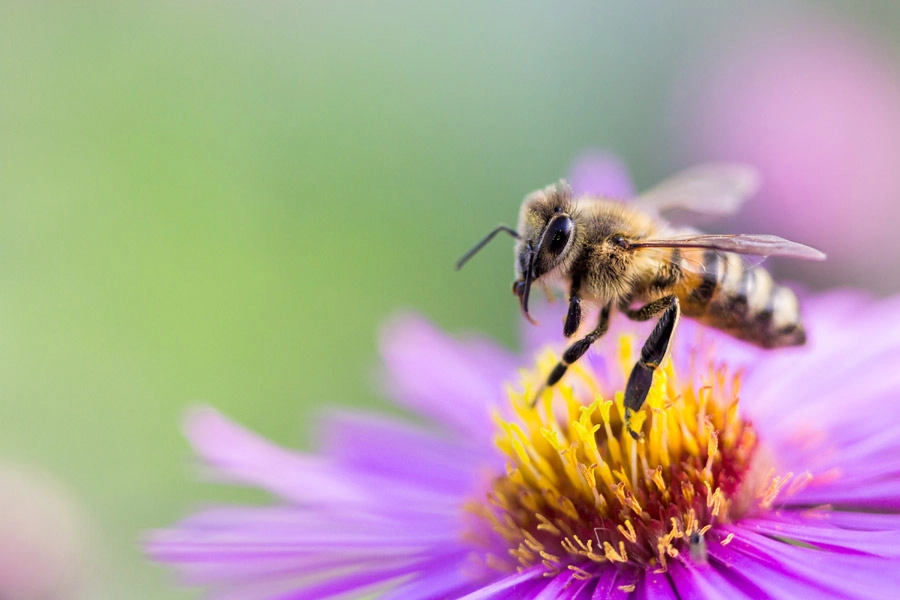 蜂の巣ができる家と蜂との共存方法