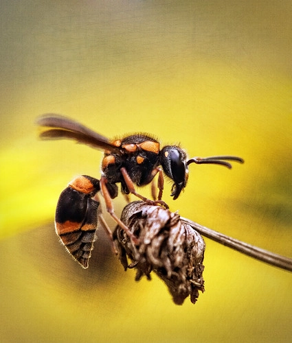 蜂の死骸の処理と廃棄方法