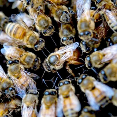 蜂の追いかけ行動の科学的な背景