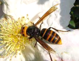 コガタスズメバチの巣の基本情報と家庭の安全