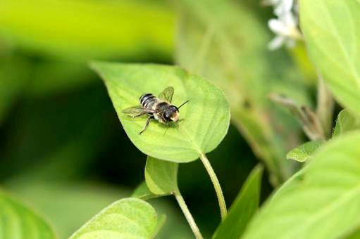 観葉植物にハキリバチが被害を及ぼす理由