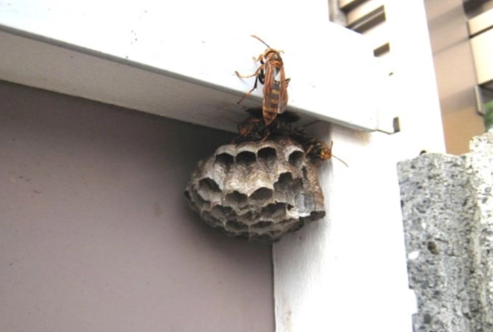冬の蜂の巣の危険性は？