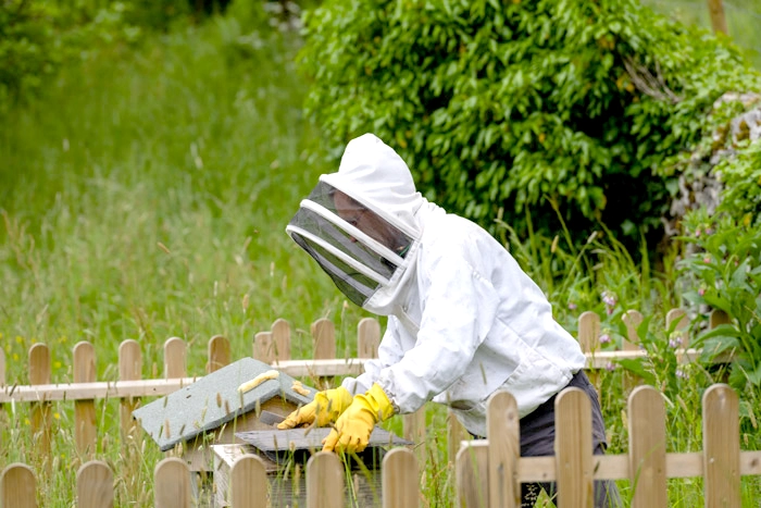 天敵を利用した蜂対策の効果